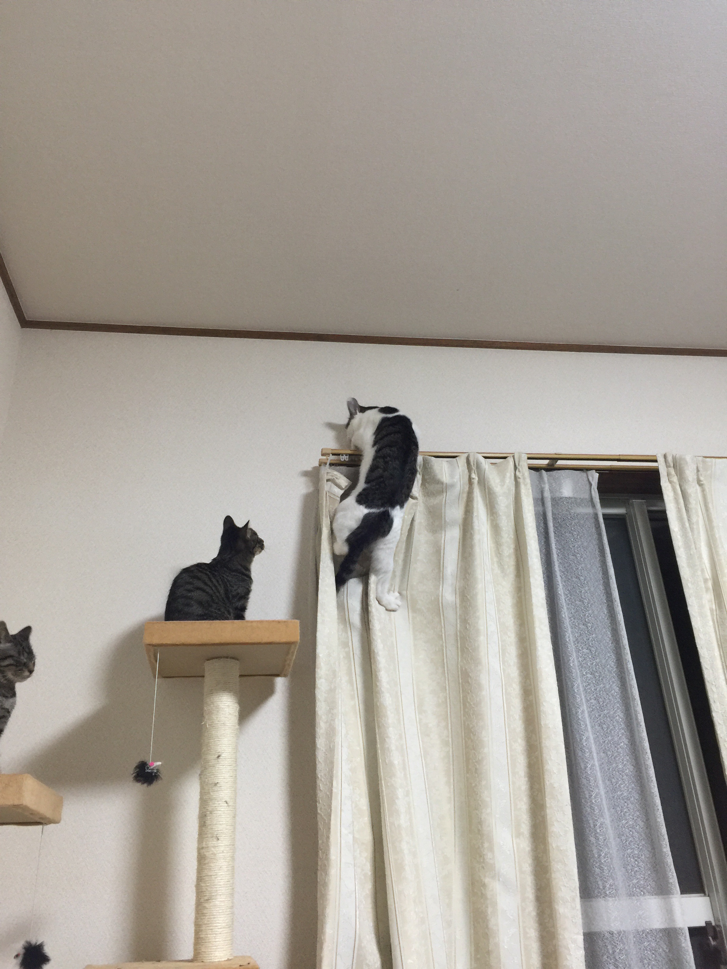 ねこ近況。